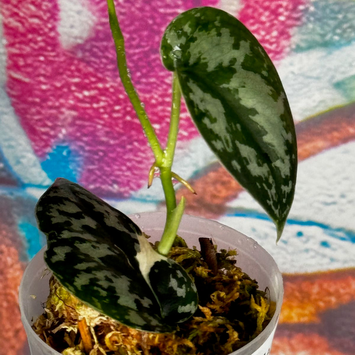 Scindapsus 'Mayari' - SCMA000048