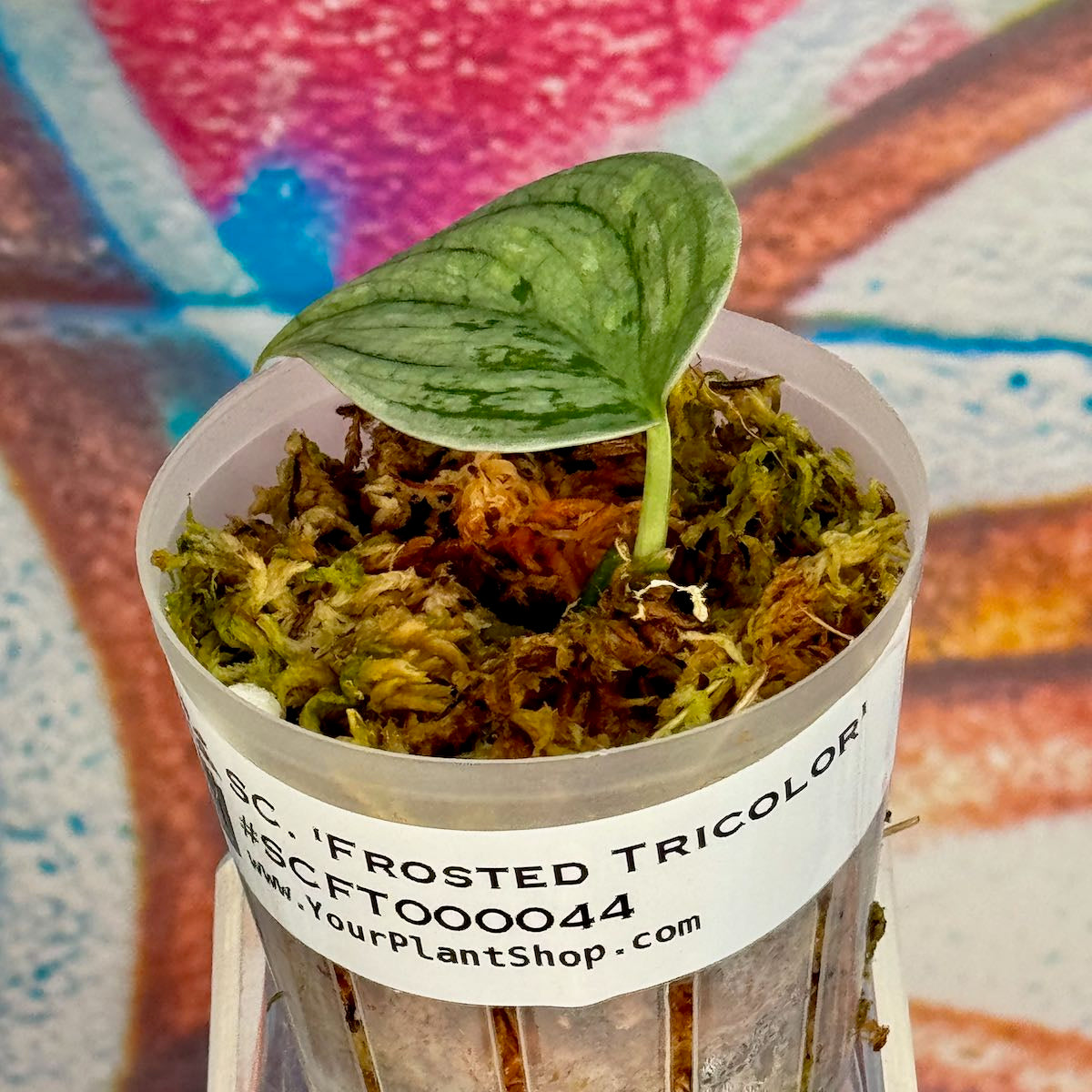 Scindapsus 'Frosted Tricolor' - #SCFT000044