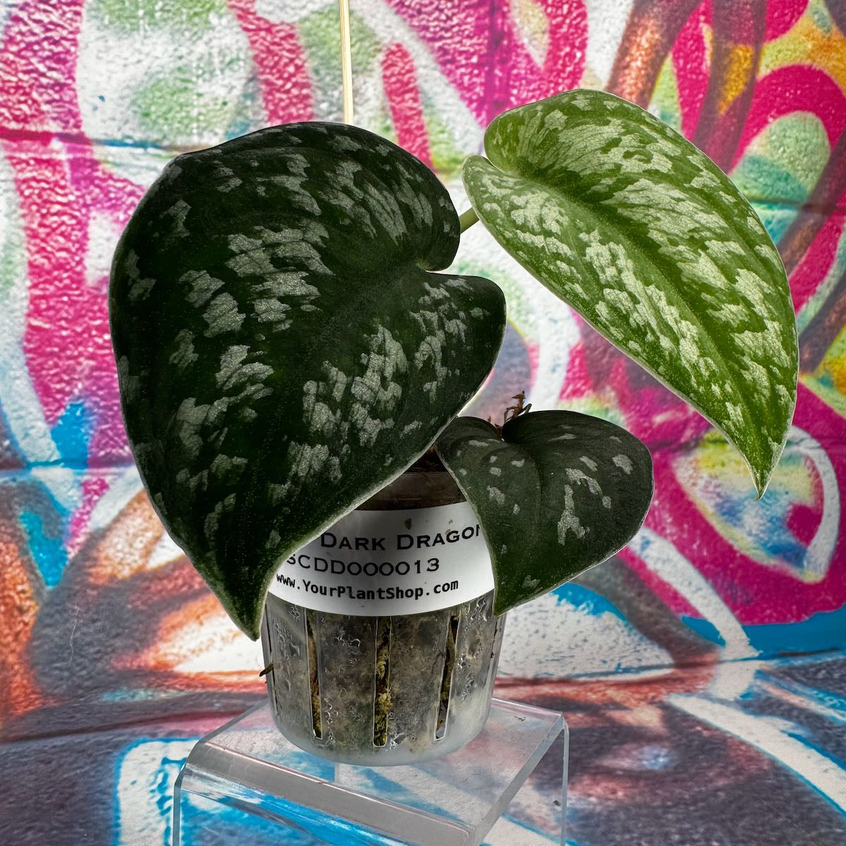 Scindapsus 'Dark Dragon' - #SCDD000013