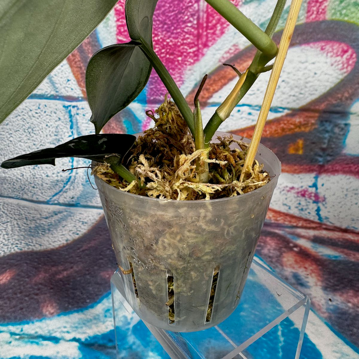 Scindapsus 'Dark Dragon' - #SCDD000013