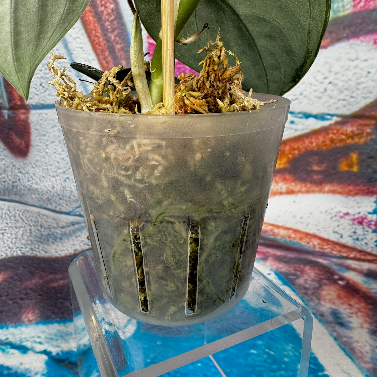 Scindapsus 'Dark Dragon' - #SCDD000013