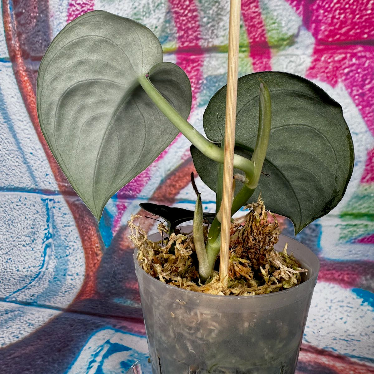 Scindapsus 'Dark Dragon' - #SCDD000013