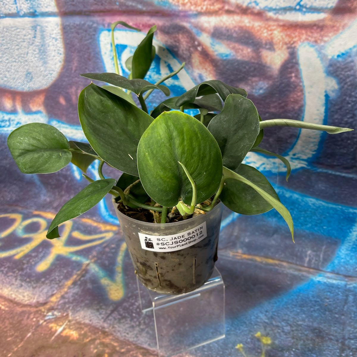 Scindapsus Jade Satin - SCJS000012