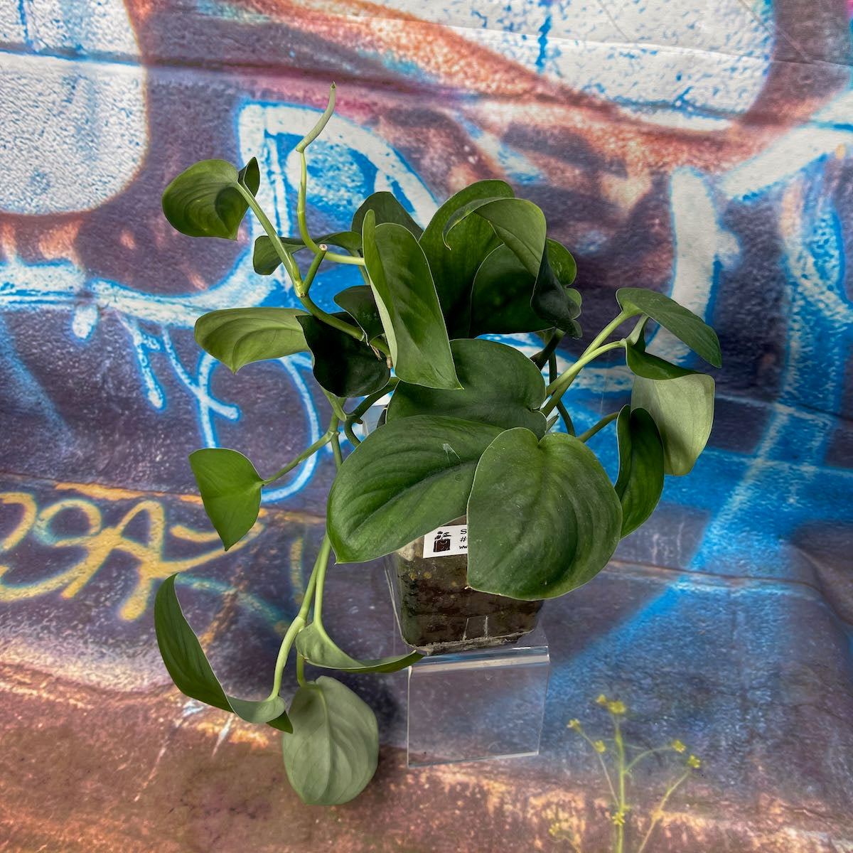 Scindapsus Jade Satin - SCJS000014