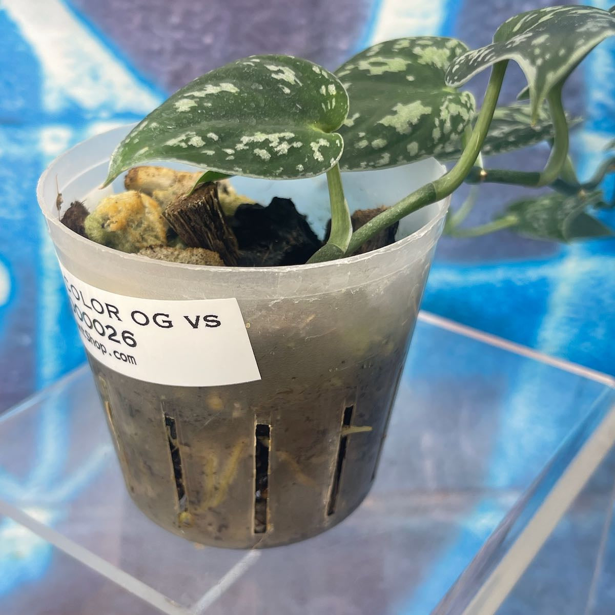 Scindapsus 'Tricolor' (OG version) - SCTR000026