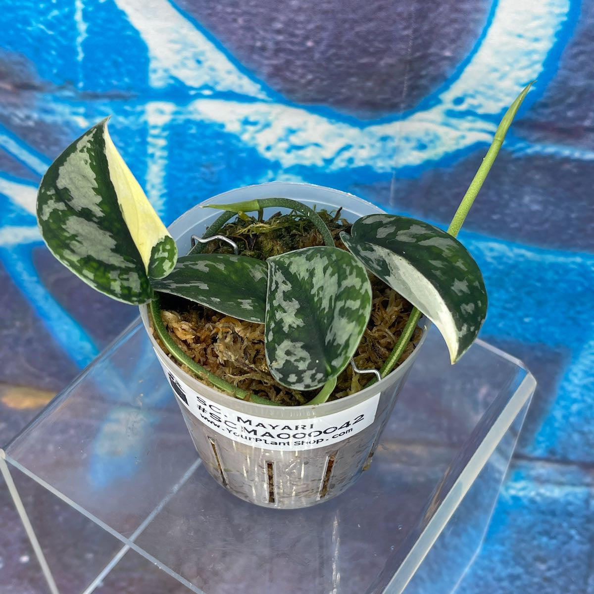 Scindapsus pictus 'Mayari' - SCMA000042