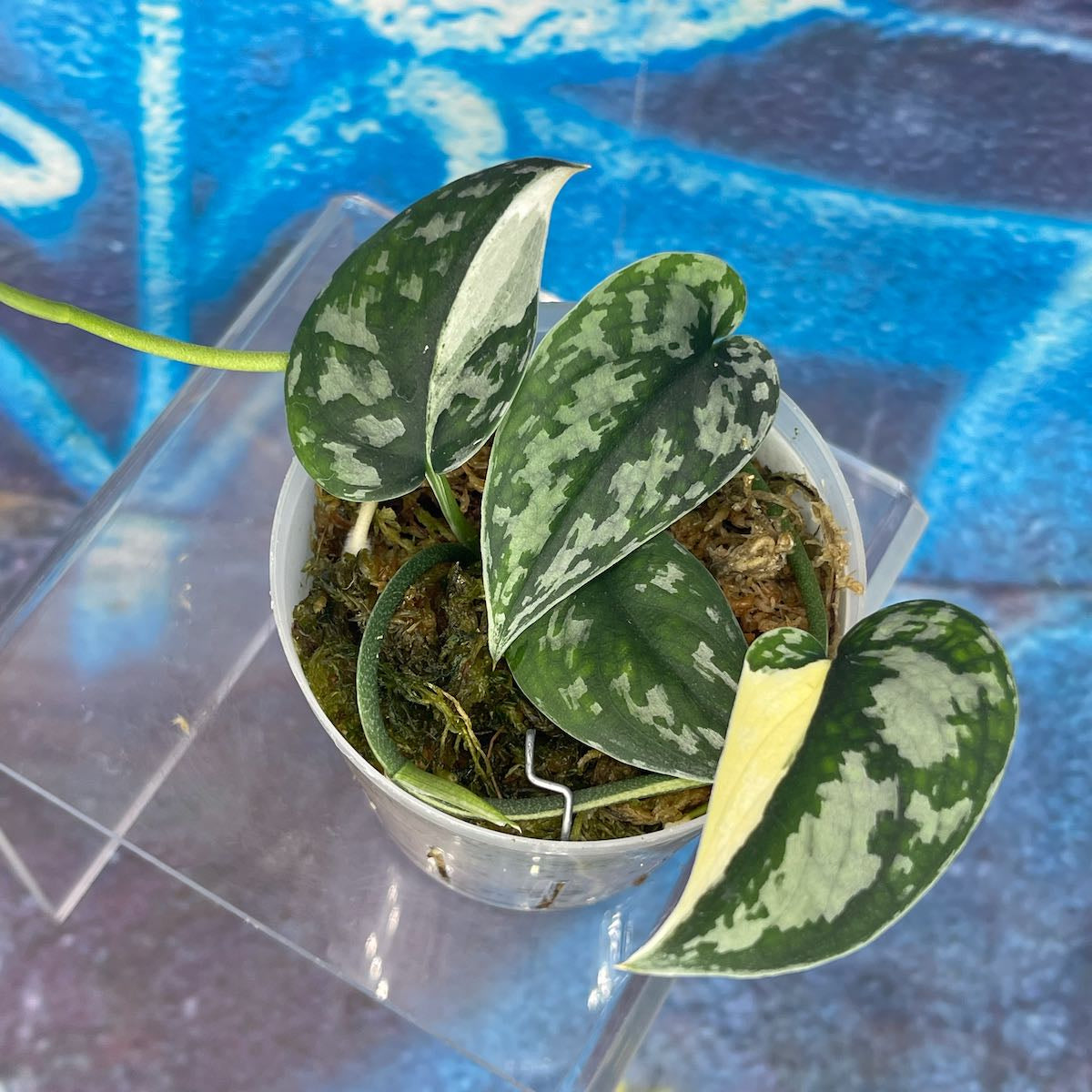 Scindapsus pictus 'Mayari' - SCMA000042