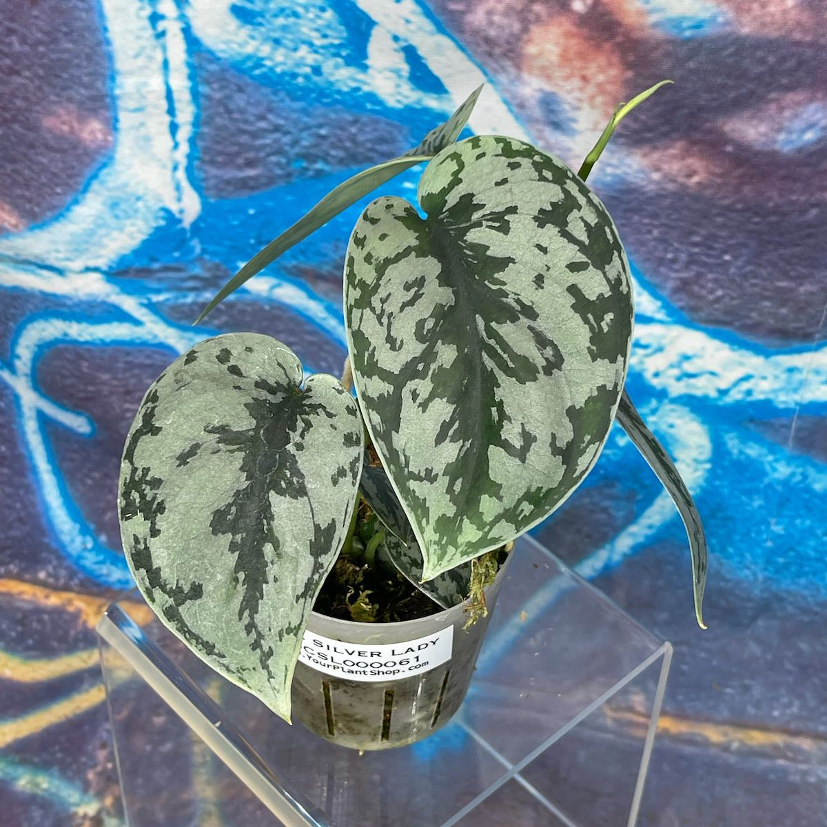 Scindapsus pictus 'Silver Lady' - SCSL000061