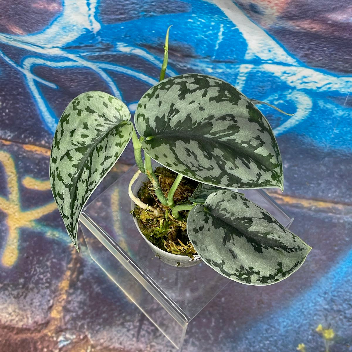 Scindapsus pictus 'Silver Lady' - SCSL000061
