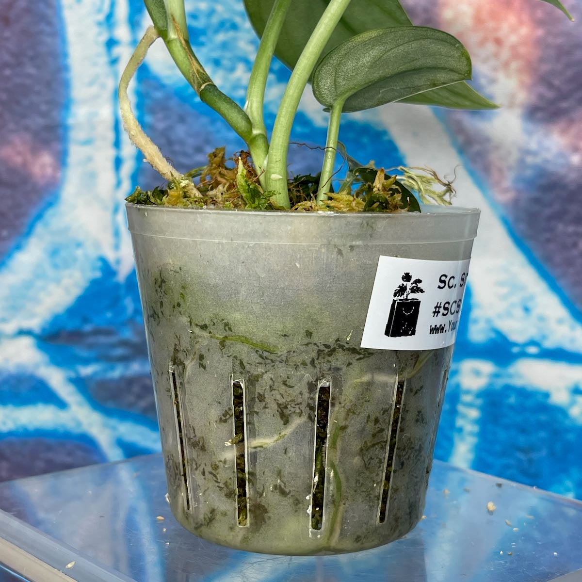 Scindapsus pictus 'Silver Lady' - SCSL000061