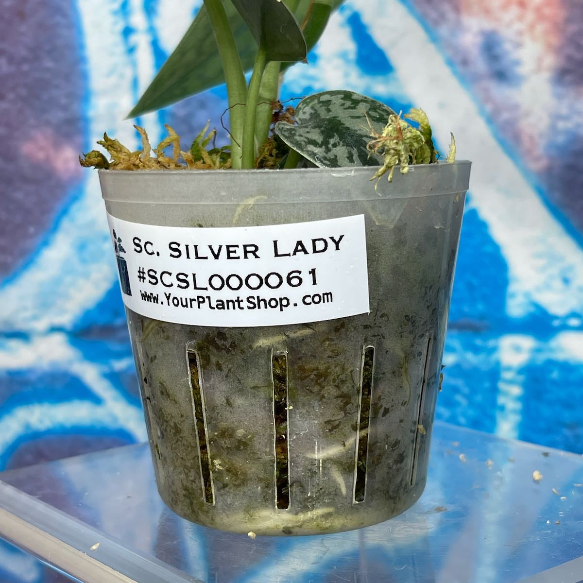 Scindapsus pictus 'Silver Lady' - SCSL000061