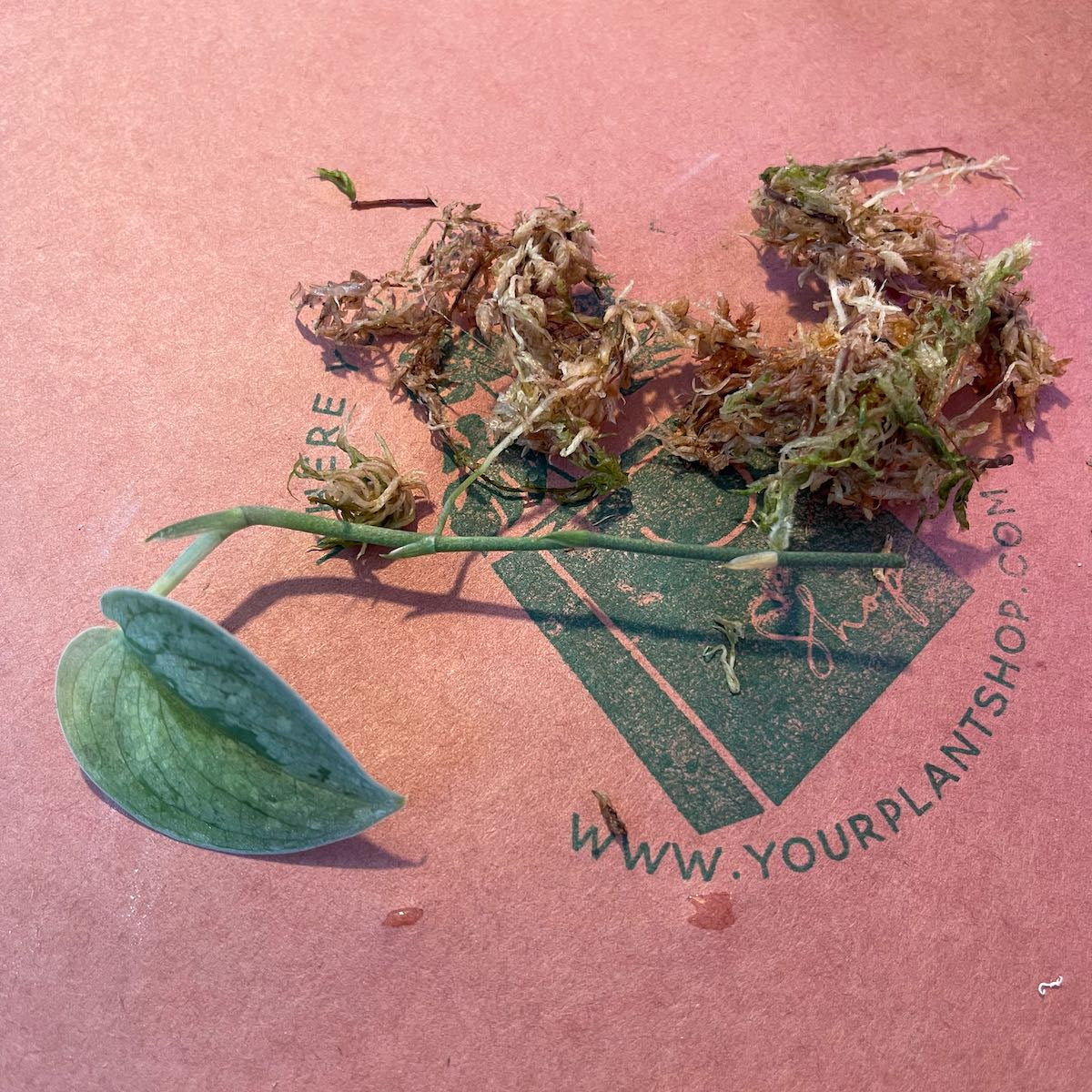Scindapsus 'Frosted Tricolor' - #SCFT000021