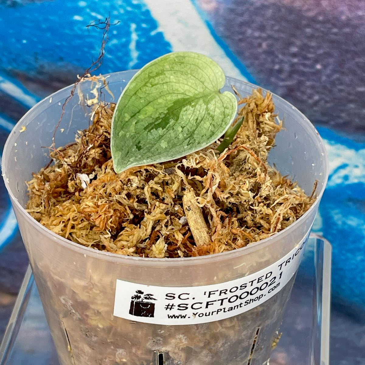 Scindapsus 'Frosted Tricolor' - #SCFT000021