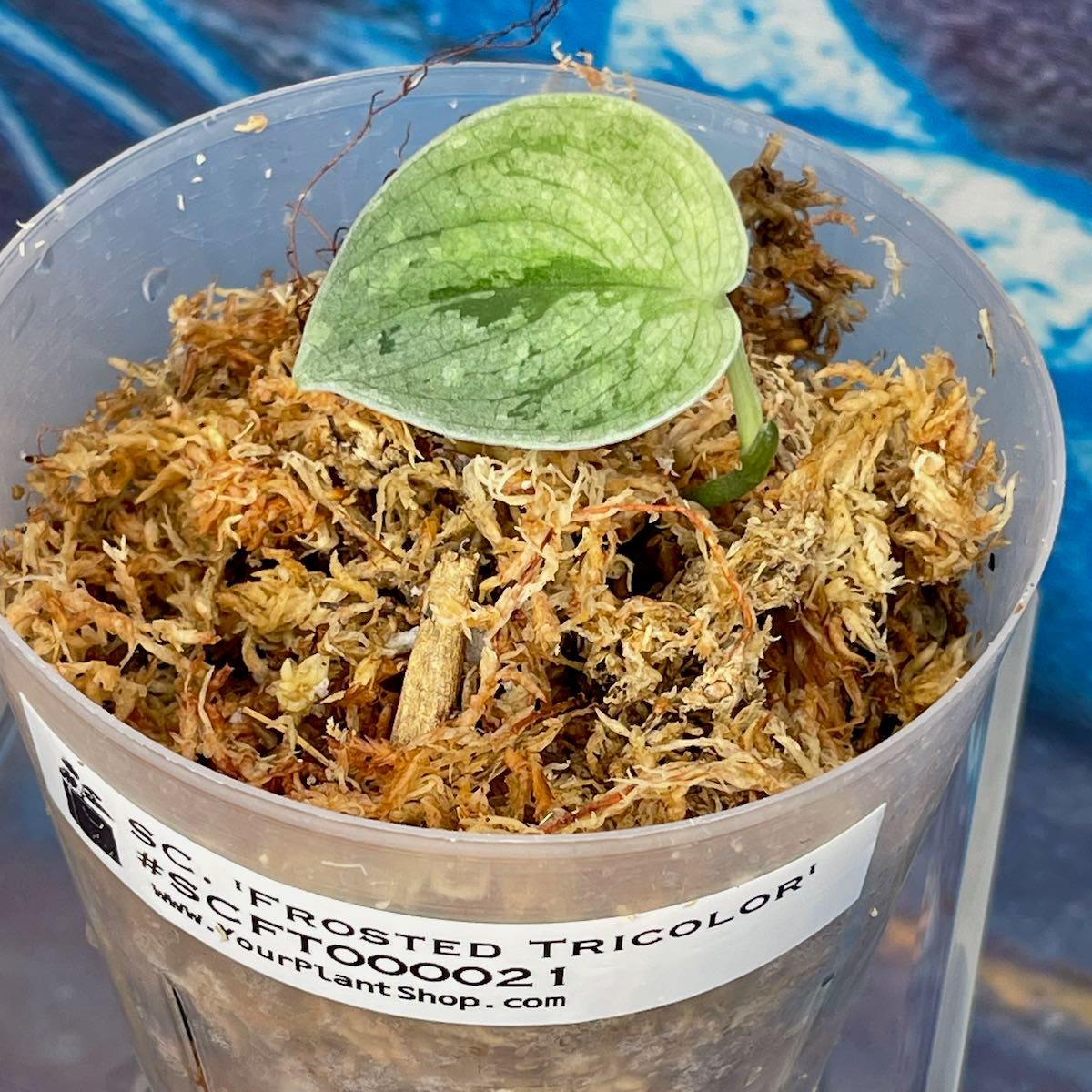 Scindapsus 'Frosted Tricolor' - #SCFT000021