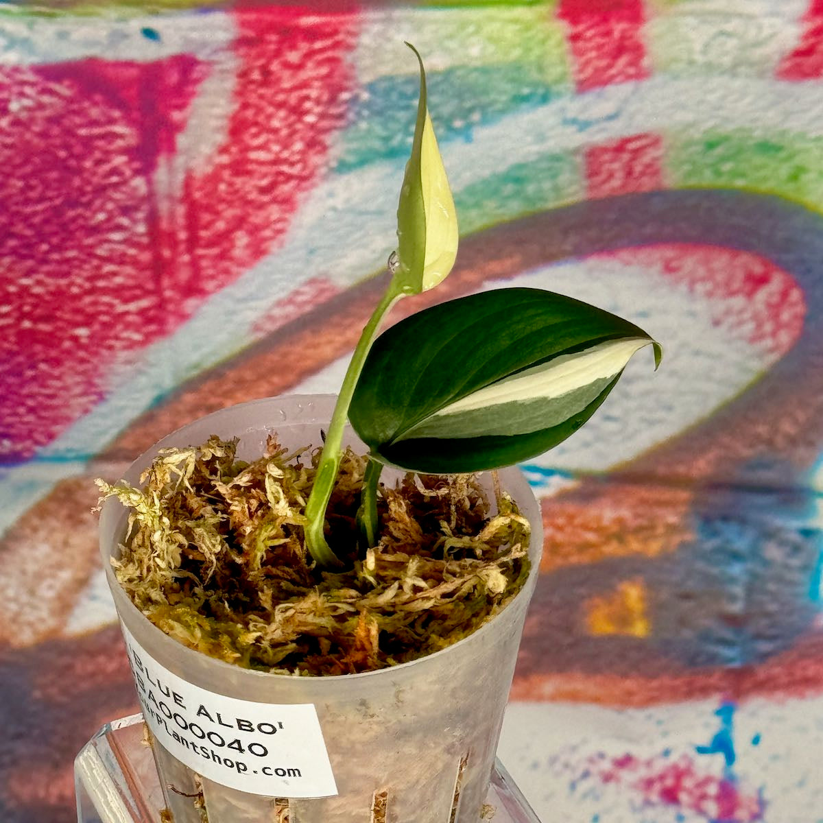 Scindapsus 'Blue Albo' - SCBA000040