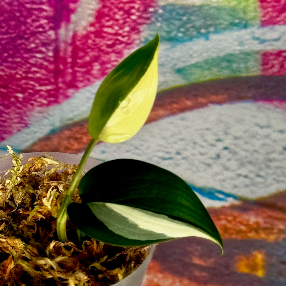 Scindapsus 'Blue Albo' - SCBA000040