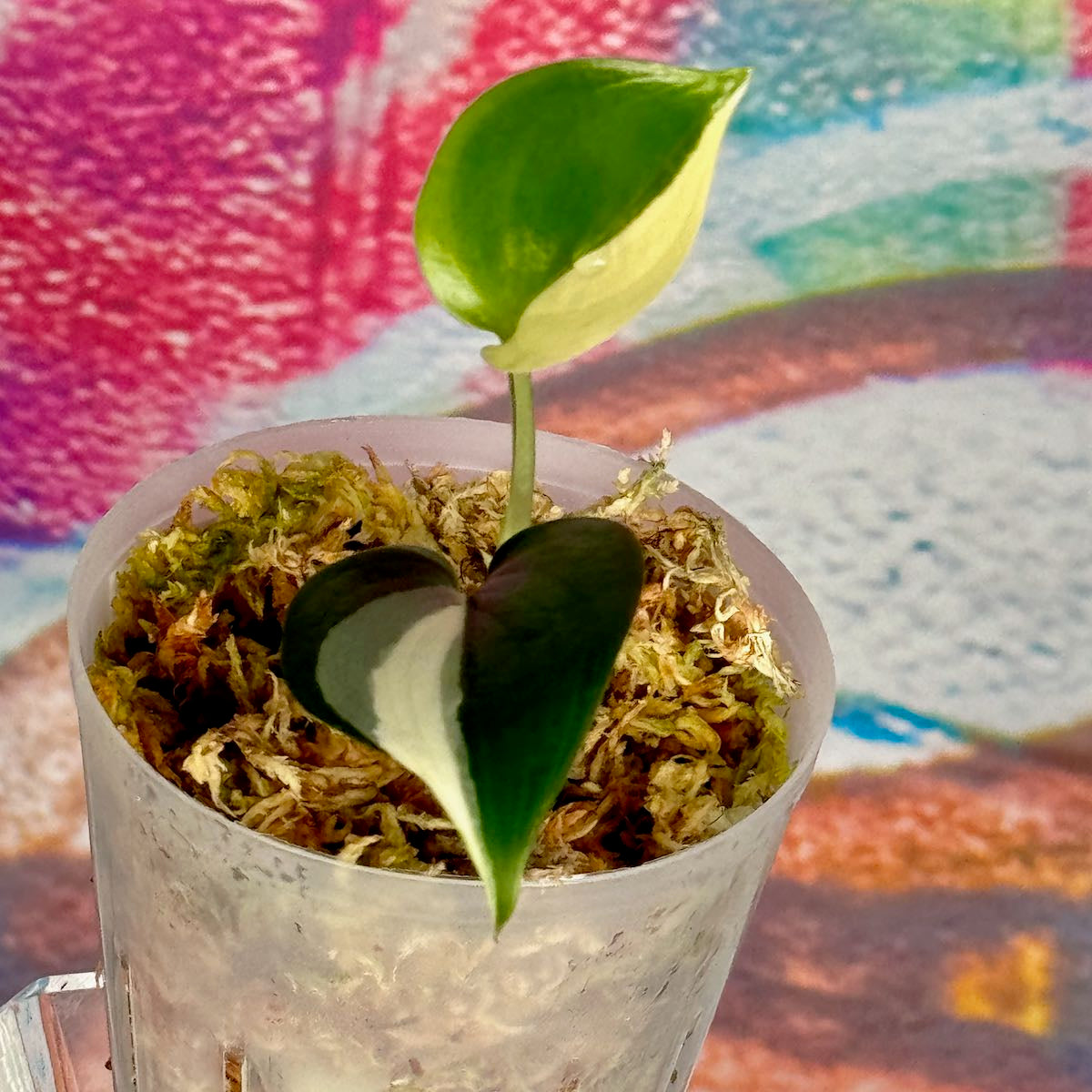 Scindapsus 'Blue Albo' - SCBA000040
