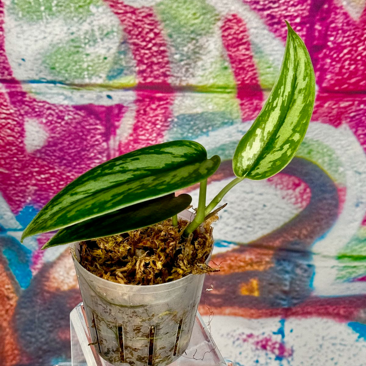Scindapsus NOID "Tombak" - #SCTK000015
