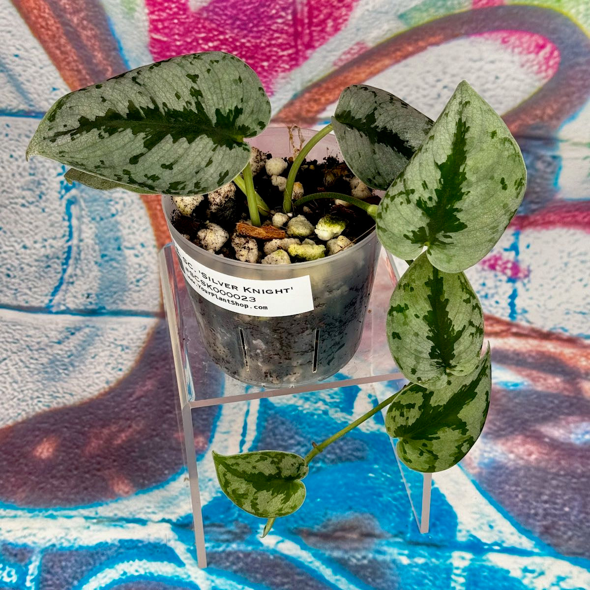 Scindapsus Silver Knight - SCSK000023 – YourPlantShop.com