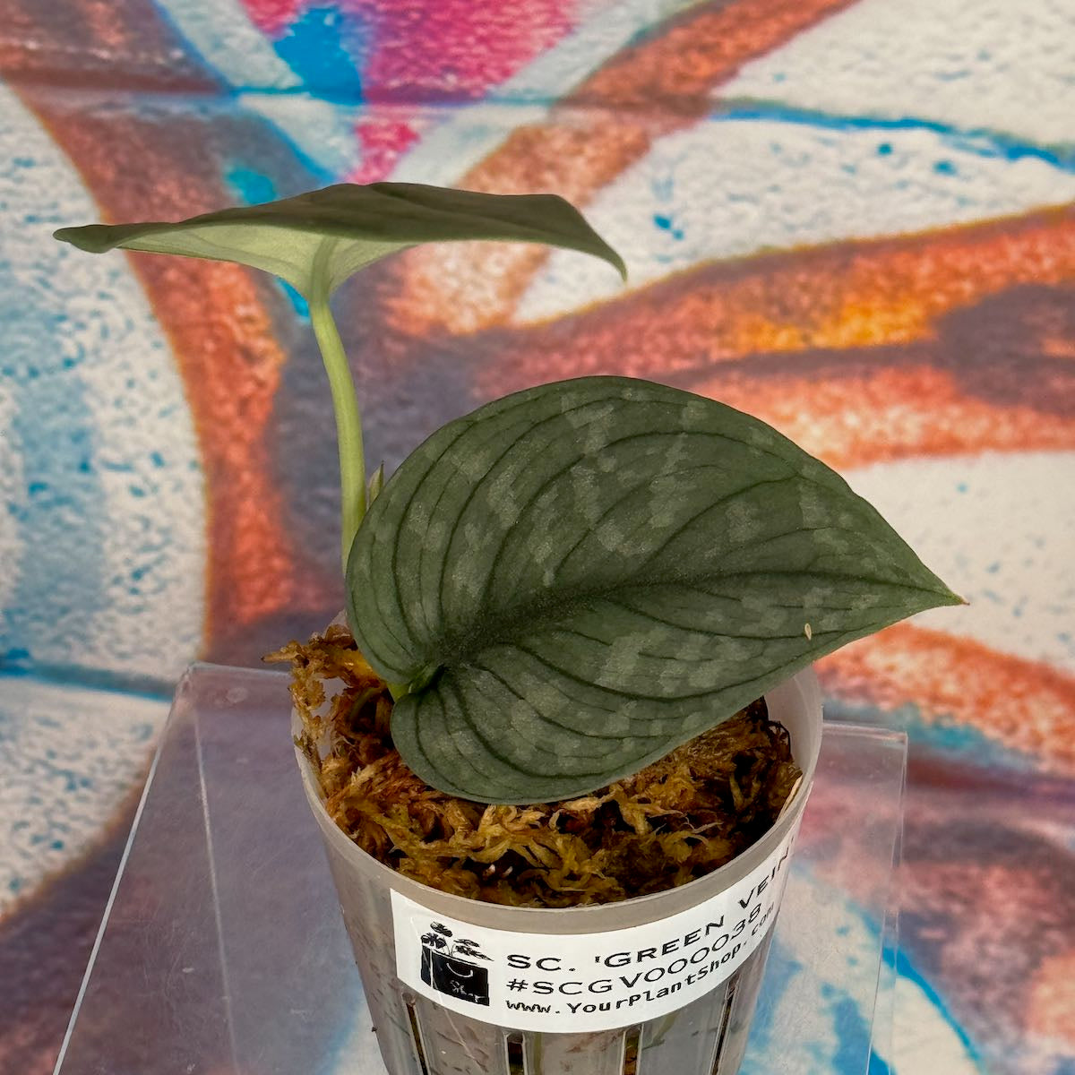 Scindapsus pictus 'Green Veins' - #SCGV000038