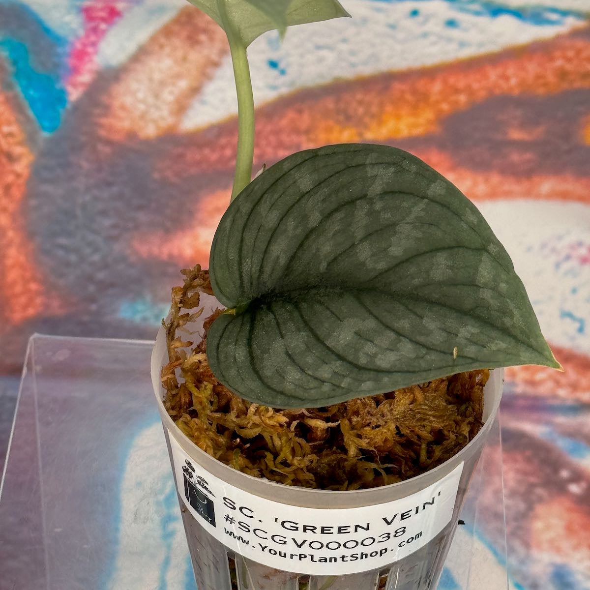 Scindapsus pictus 'Green Veins' - #SCGV000038