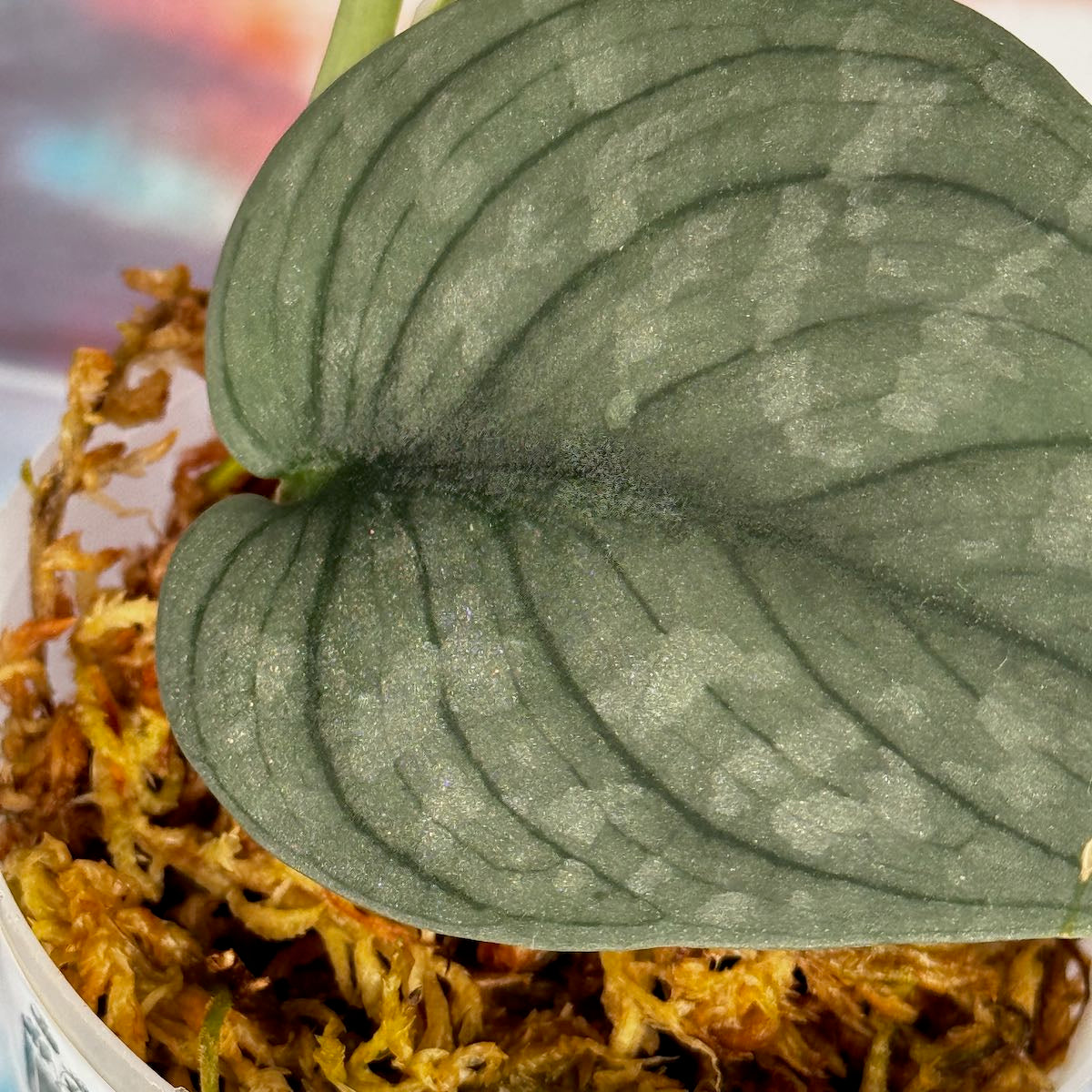 Scindapsus pictus 'Green Veins' - #SCGV000038