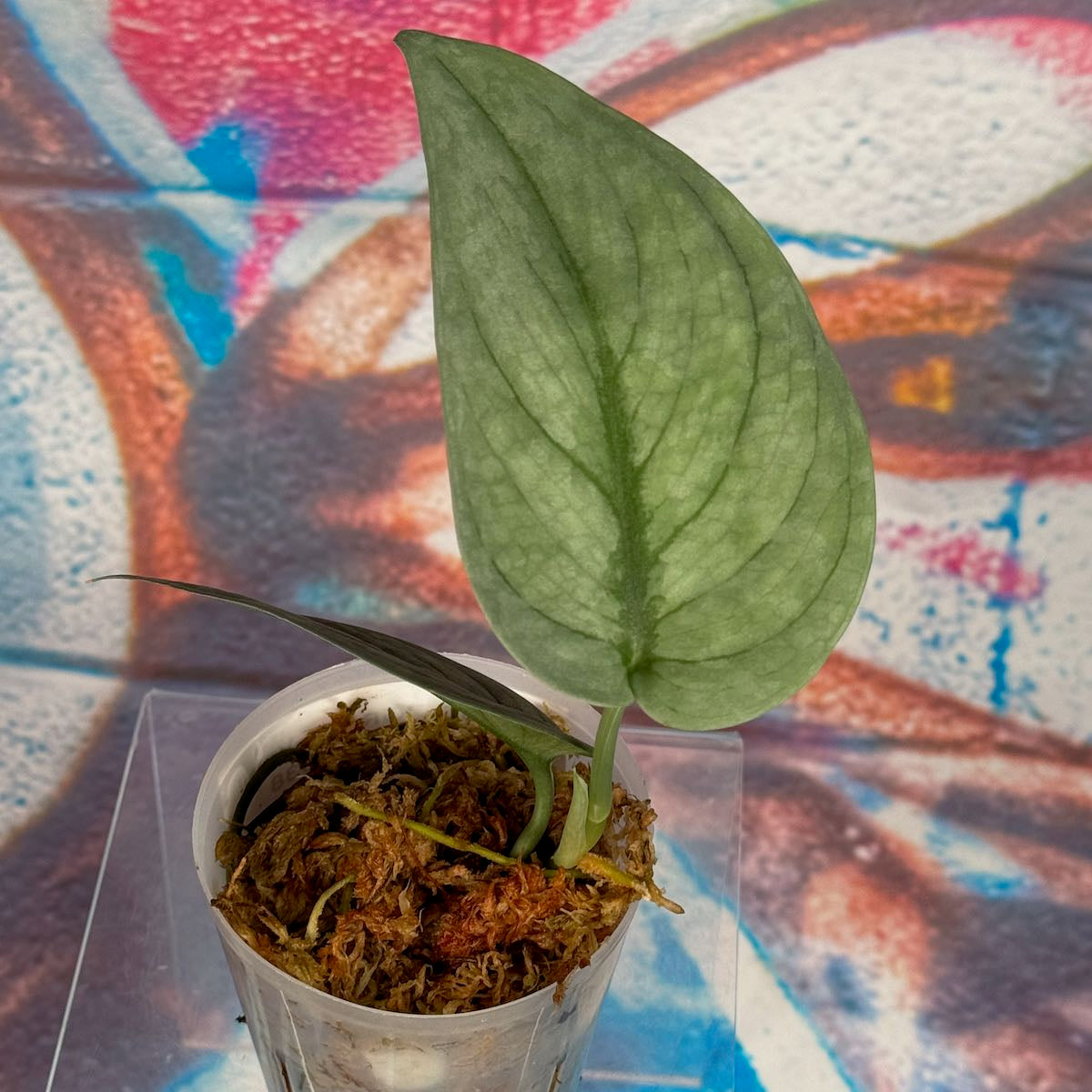 Scindapsus pictus 'Green Veins' - #SCGV000038