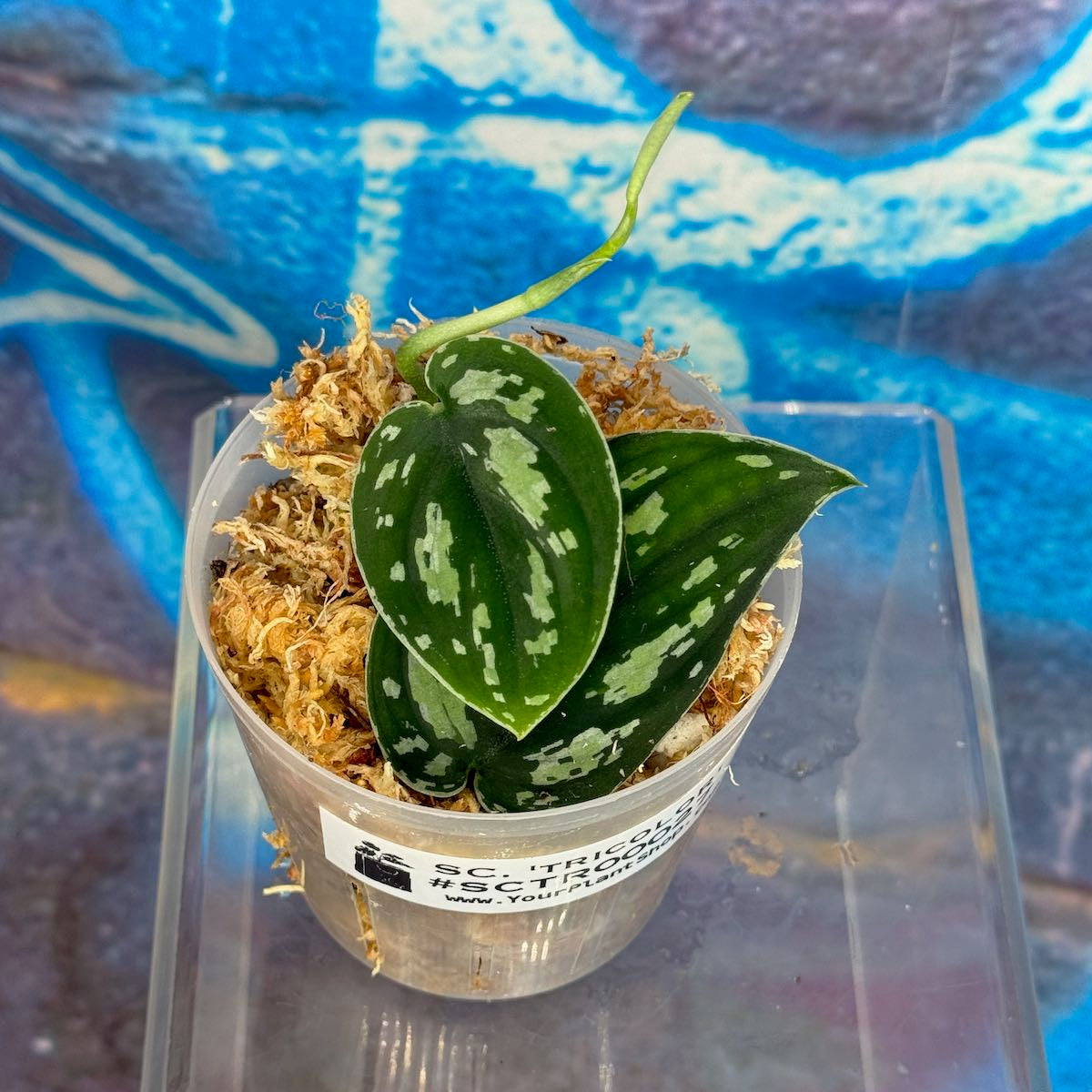Scindapsus 'Tricolor' (OG version) - SCTR000027