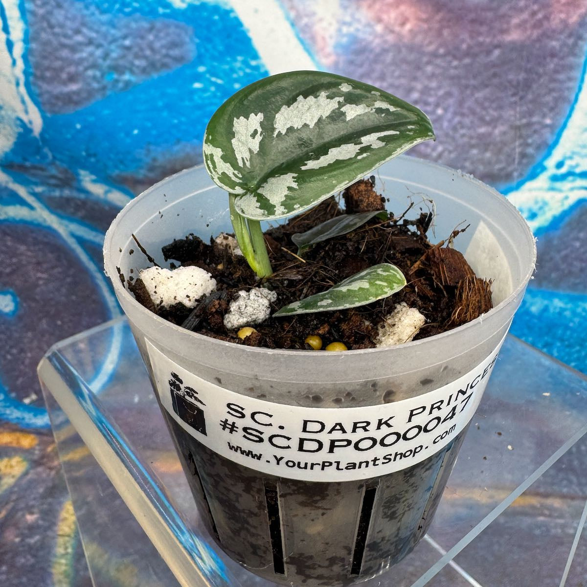 Scindapsus Dark Princess Tricolor NOID - SCDP000047