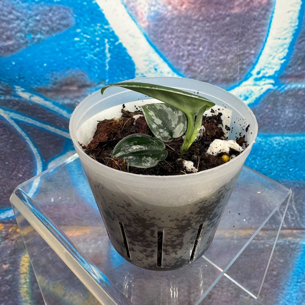 Scindapsus Dark Princess Tricolor NOID - SCDP000047