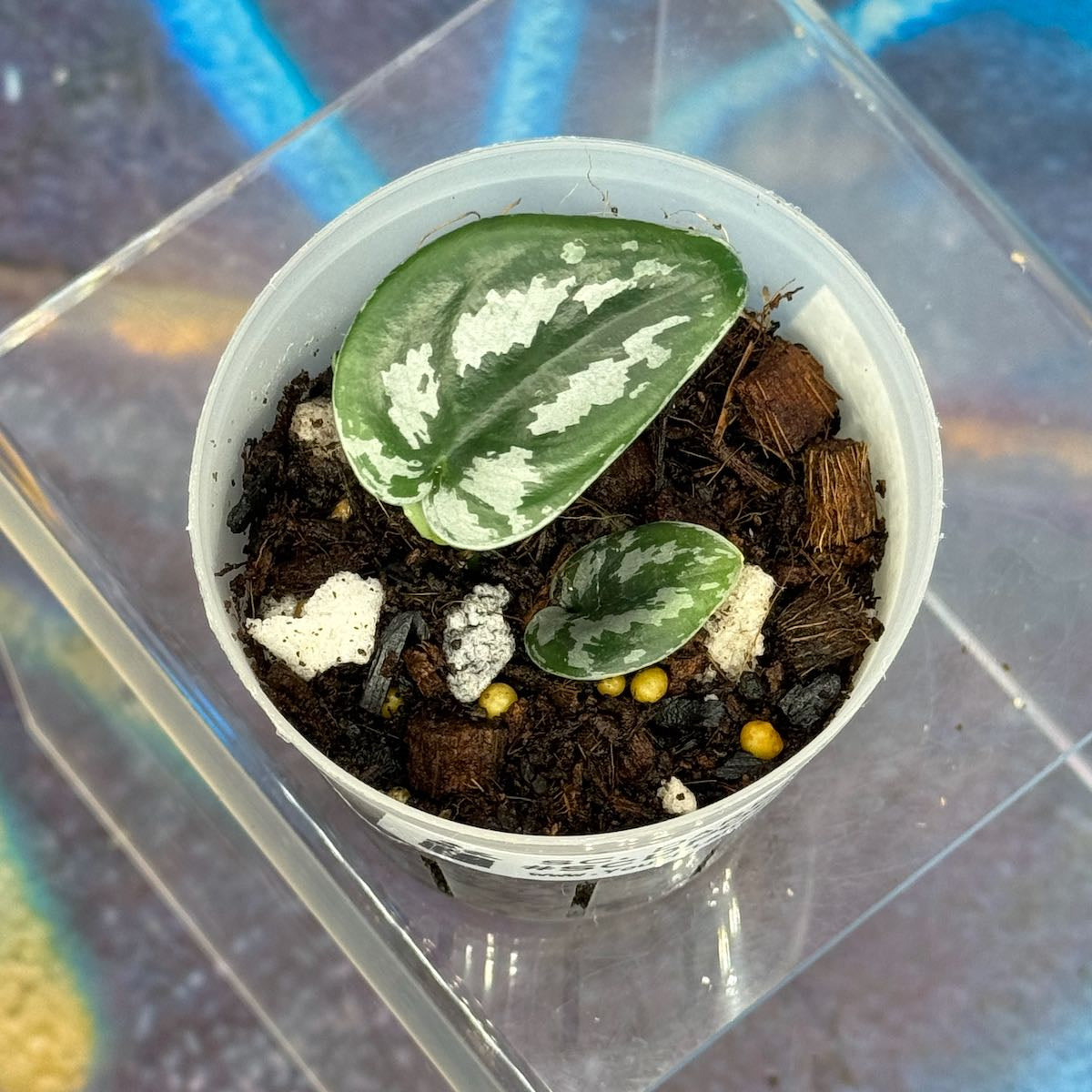Scindapsus Dark Princess Tricolor NOID - SCDP000047