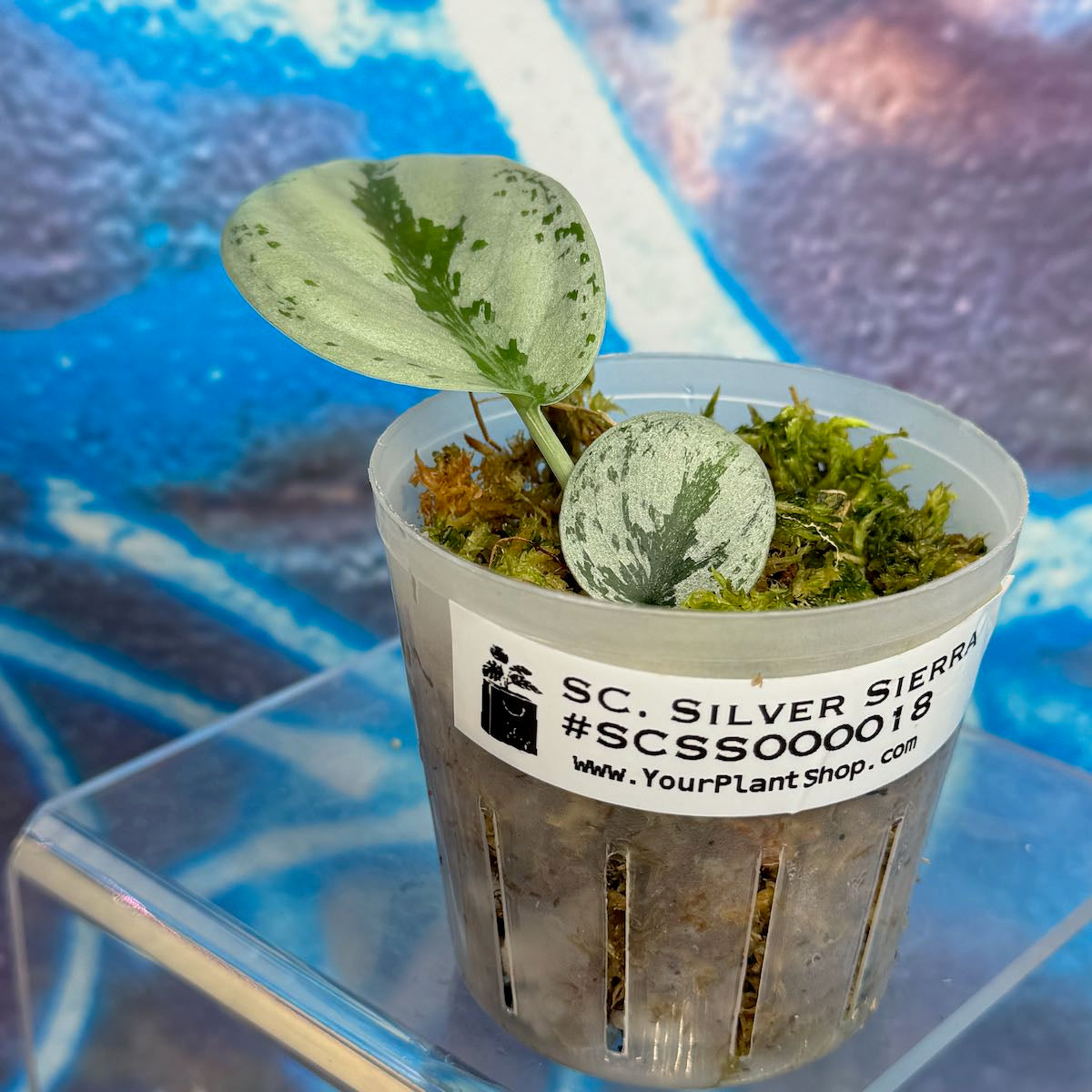 Scindapsus Silver Sierra - #SCSS000018