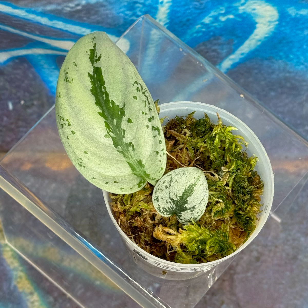 Scindapsus Silver Sierra - #SCSS000018