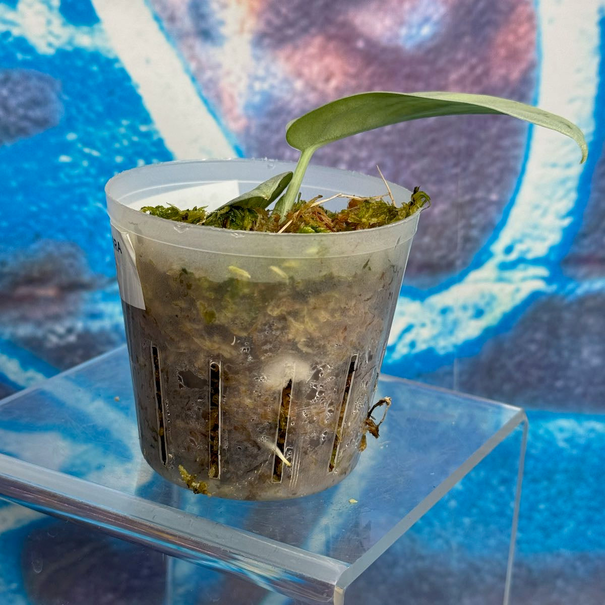 Scindapsus Silver Sierra - #SCSS000018