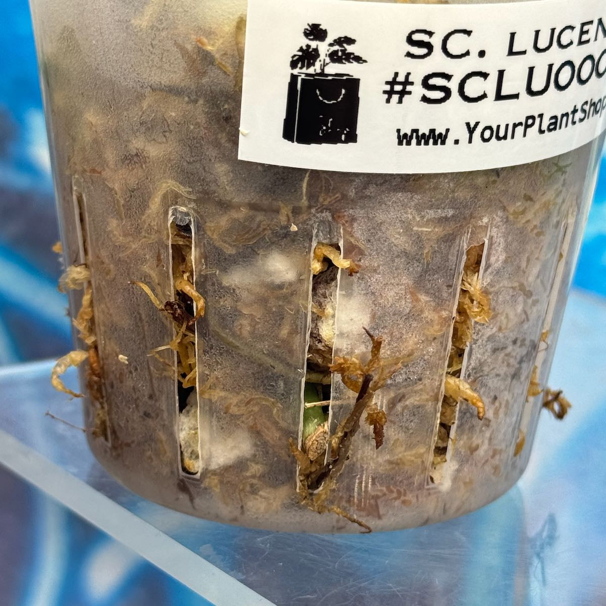 Scindapsus Lucens - SCLU000043