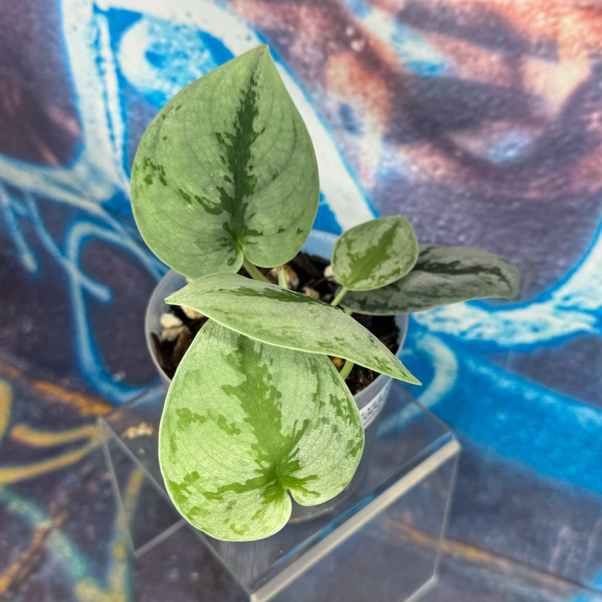 Scindapsus Silver Knight - SCSK000017