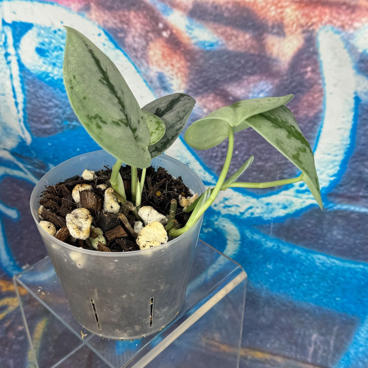 Scindapsus Silver Knight - SCSK000017