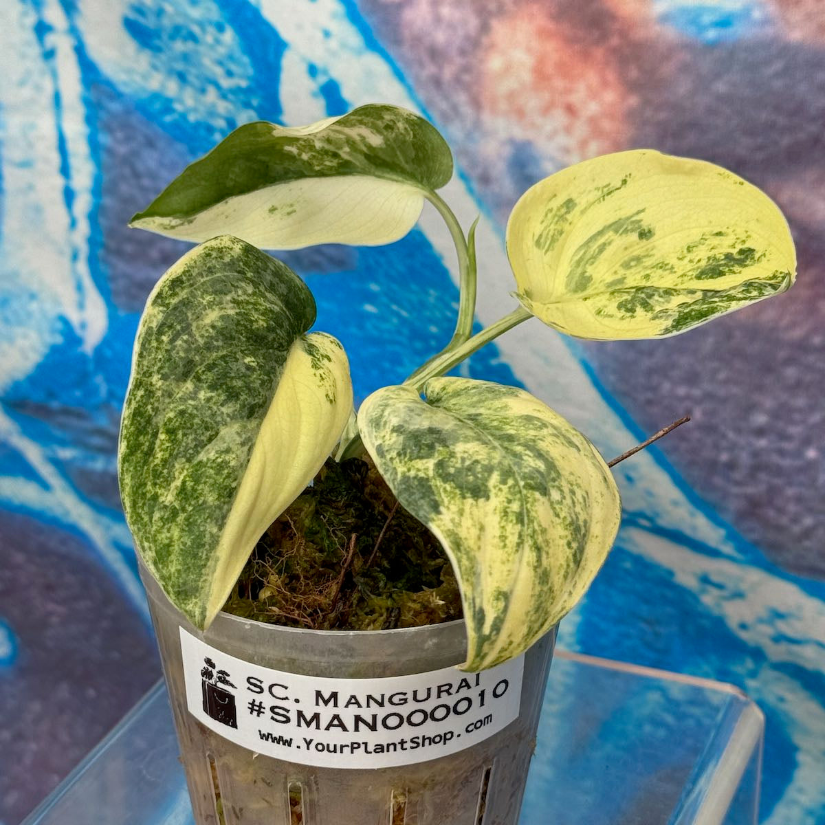 Scindapsus Mangurai - #SMAN000010