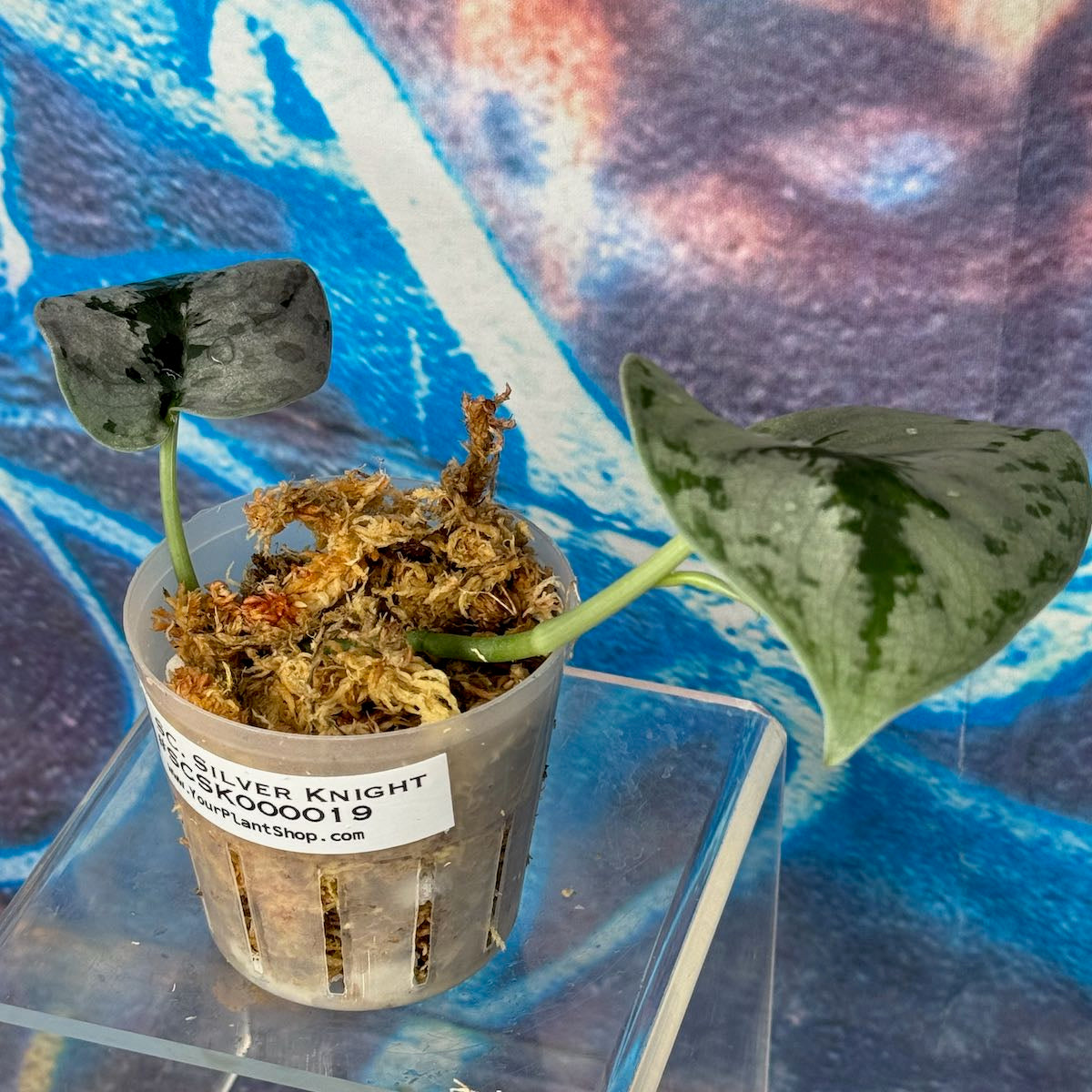 Scindapsus Silver Knight - SCSK000019