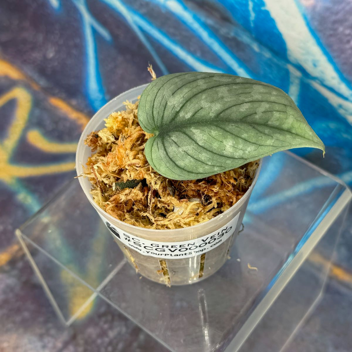 Scindapsus NOID 'Green Veins' - #SCGV000030
