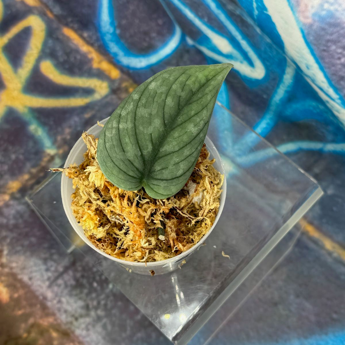 Scindapsus NOID 'Green Veins' - #SCGV000030
