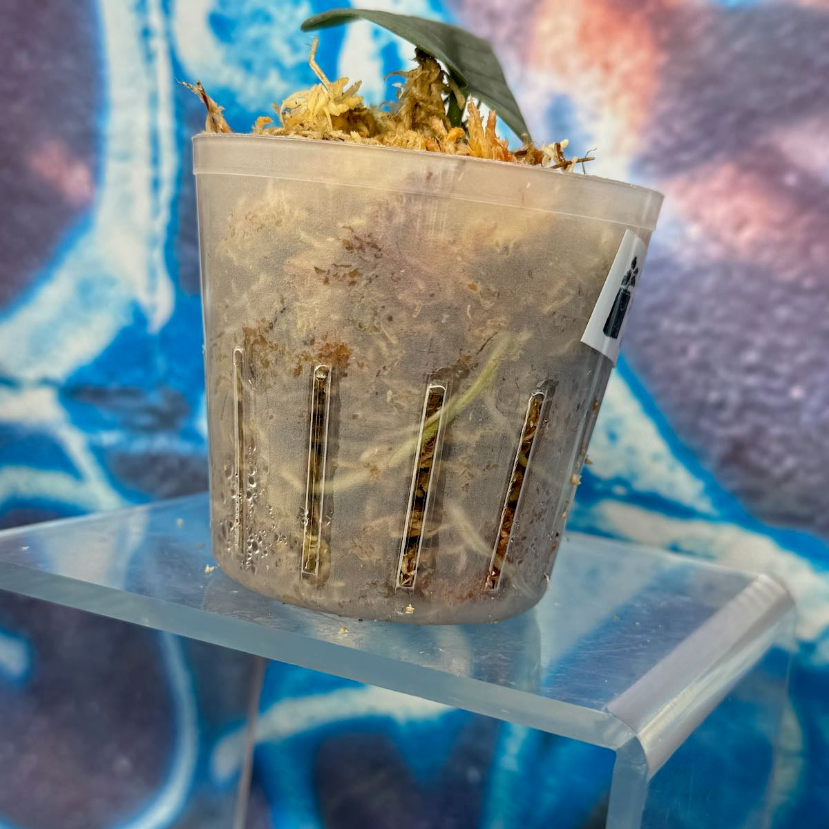 Scindapsus NOID 'Green Veins' - #SCGV000030