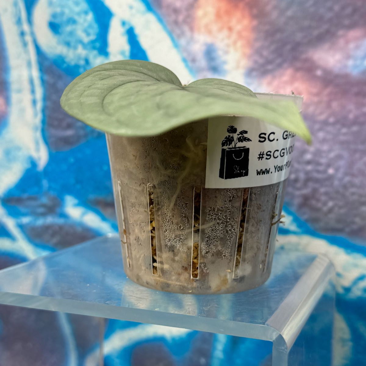 Scindapsus NOID 'Green Veins' - #SCGV000033