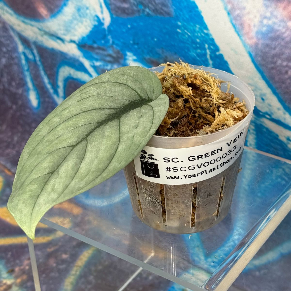 Scindapsus NOID 'Green Veins' - #SCGV000033