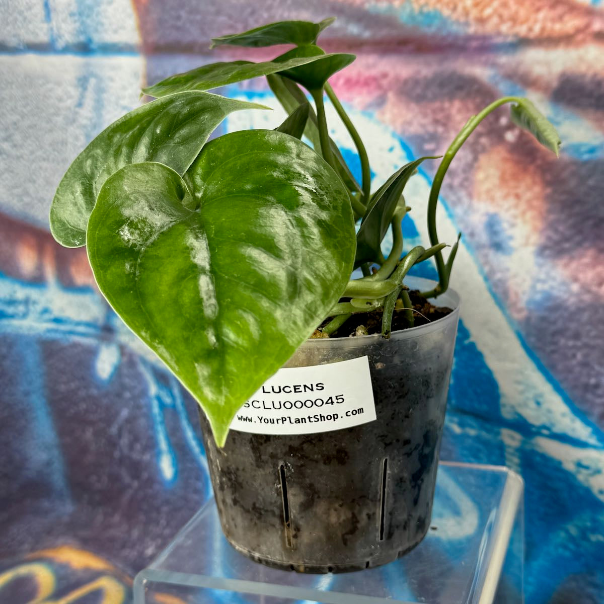 Scindapsus Lucens - SCLU000045