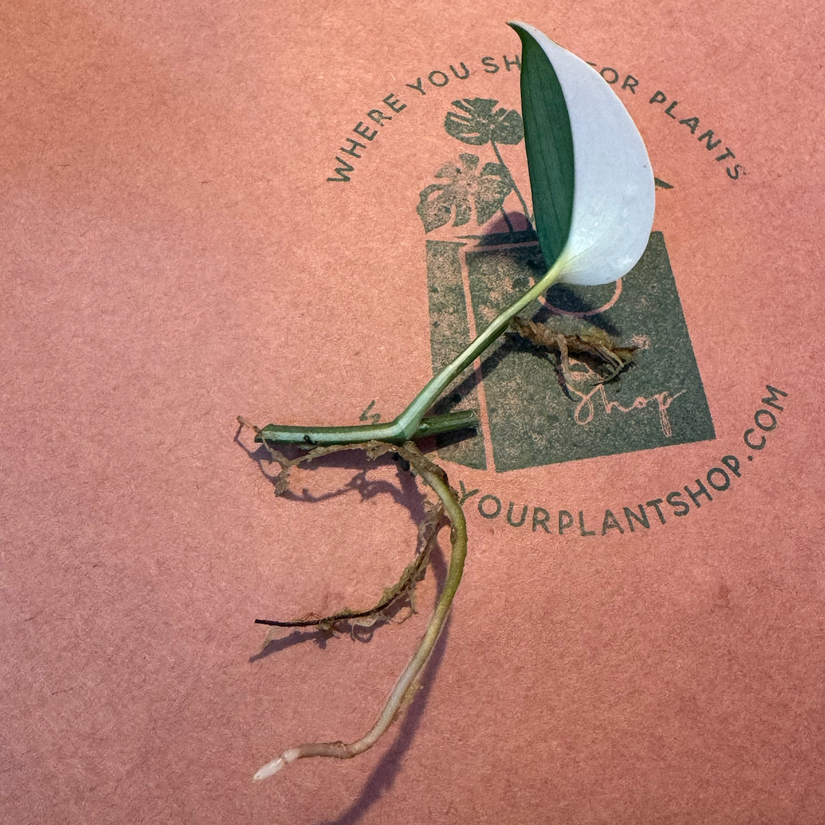 Scindapsus 'Blue Albo' - SCBA000027