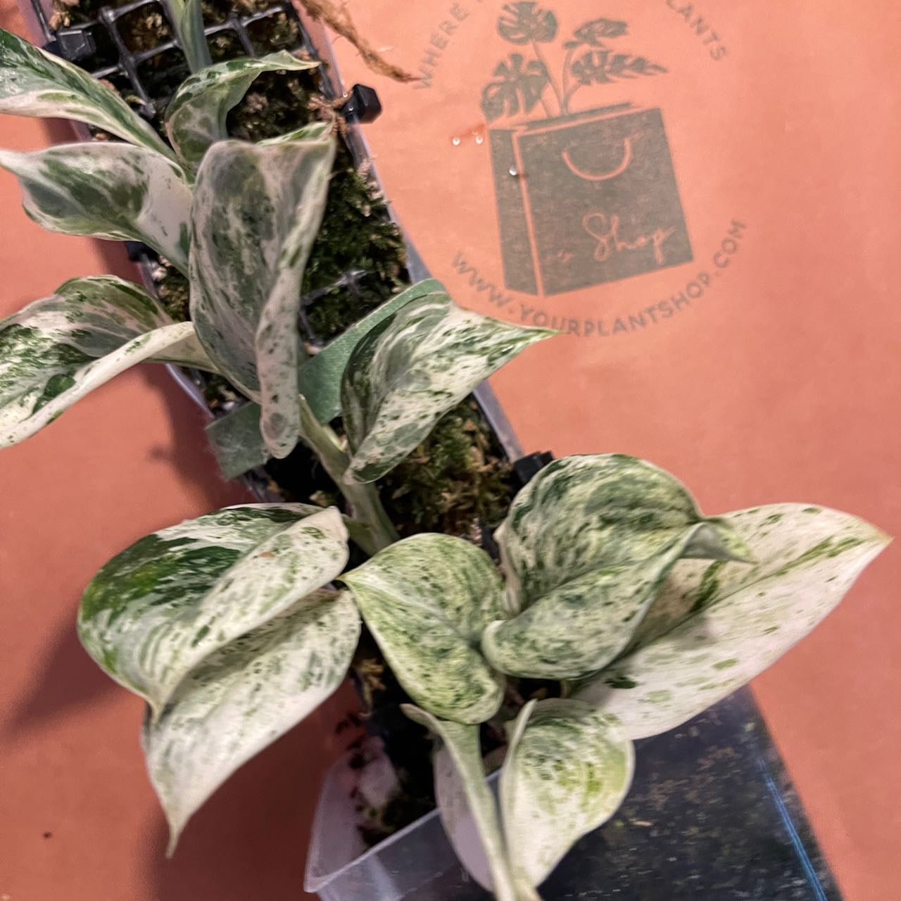 Scindapsus 'Superstar' - #SSUP000011