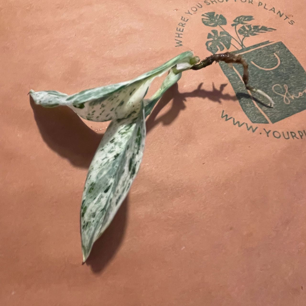 Scindapsus 'Superstar' - #SSUP000011