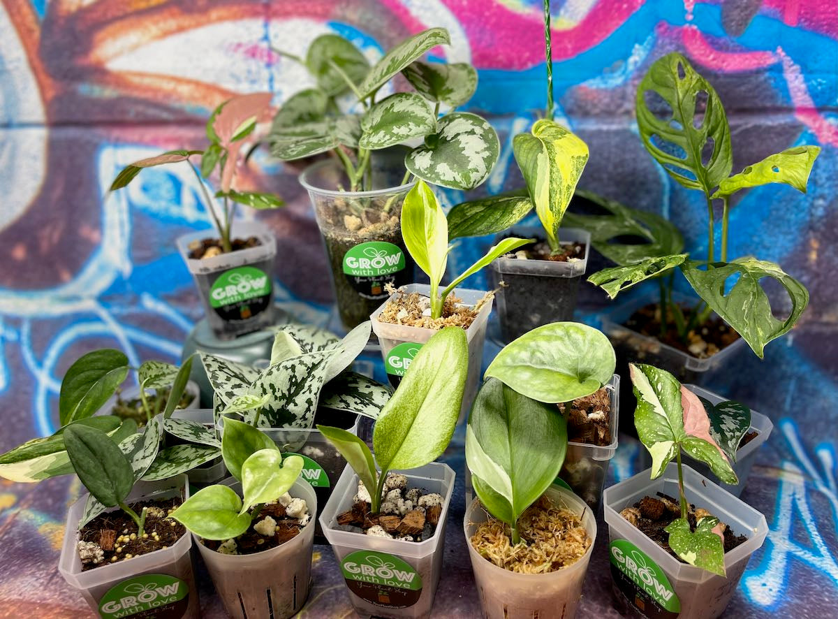 Scindapsus