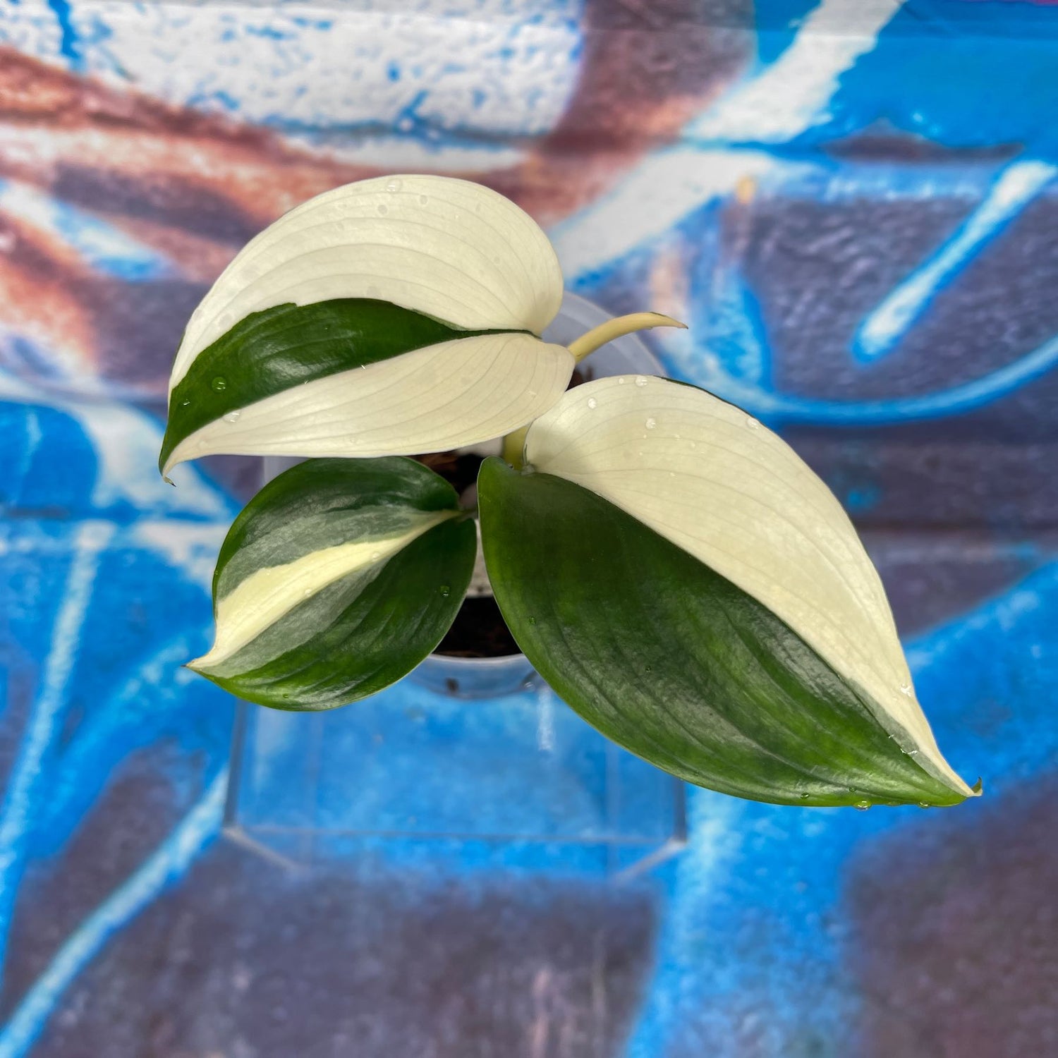 Scindapsus 'Blue Albo'